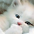 lady_Tina_Chen