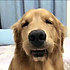 猫粮c