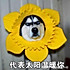 winnieLi0726