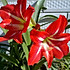 香芋奶茶3