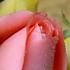 照妖镜5