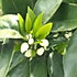 荣荣茶茶