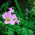 小小糯玉米
