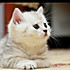 菲儿猫猫