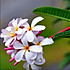 花瓣膜