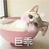 喵喵之家