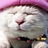 会冷笑的猫