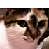 icevi