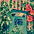 芭蕉叶yy