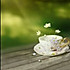 菊花茶
