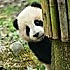 鲷鱼烧tgvb
