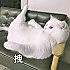 蜜豆卷儿